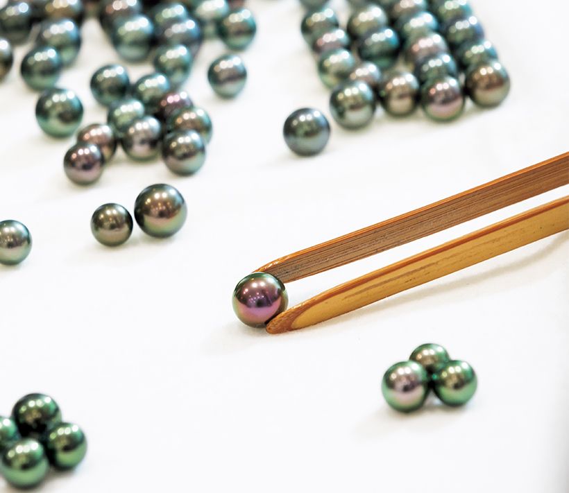 黒蝶真珠のグレーディング。美しく傷の ない黒蝶真珠の中から、まず色で分 け、さらにサイズによって選別。