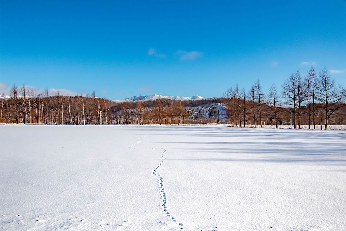 たくさんある雪の呼び名。大伴家持の和歌に登場する「友待つ雪」とはどんな言葉？