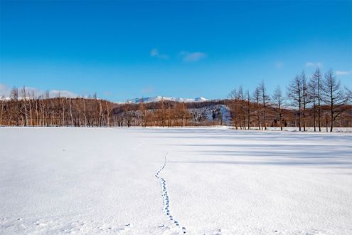 たくさんある雪の呼び名。大伴家持の和歌に登場する「友待つ雪」とはどんな言葉？