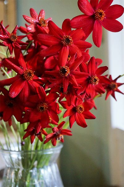 コスモス博士と呼ばれる育種家の奥隆善さんが生み出した‘ノエルレッド’。この鮮やかながら品のある赤は、贈り花に華やかさと同時に高級感をもたらしてくれます。