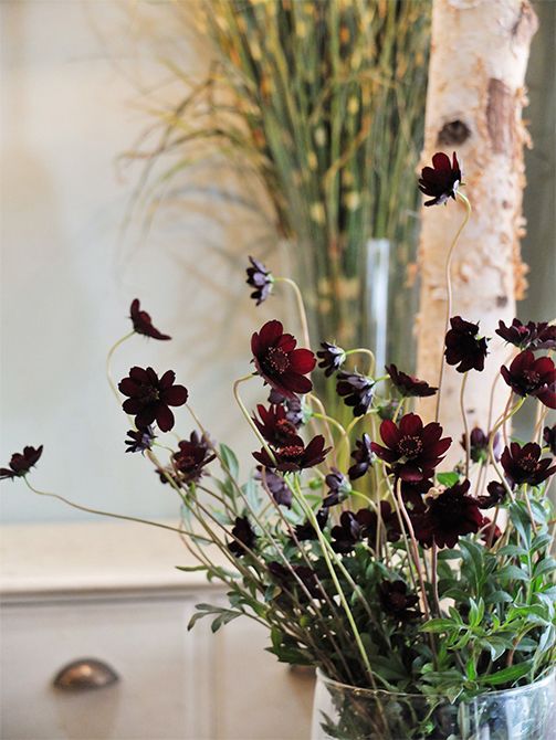 水あげがよく、花のもちがよいのもチョコレートコスモスの魅力。花にはバニリンという香り成分が含まれていますが、これはチョコレートに含まれている成分と同じ。気のせいではなく、実際にチョコレートの香りがするんですよ。