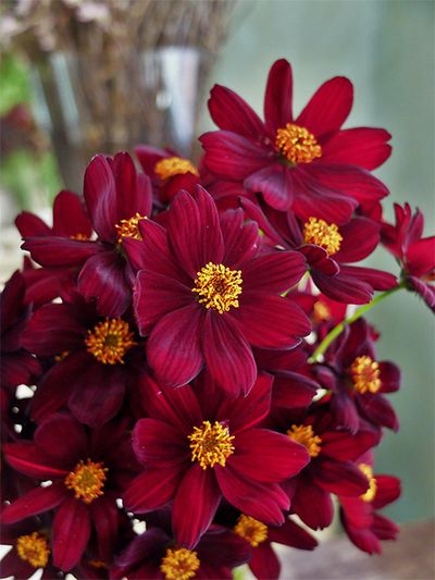 奥隆善さんが育種した‘金釦’（きんぼたん）。大振りな花の中心のしべが金色に見え、とてもよく目立ちます。ツバキに似た風情もあり、和の贈り花にも似合いそうです。