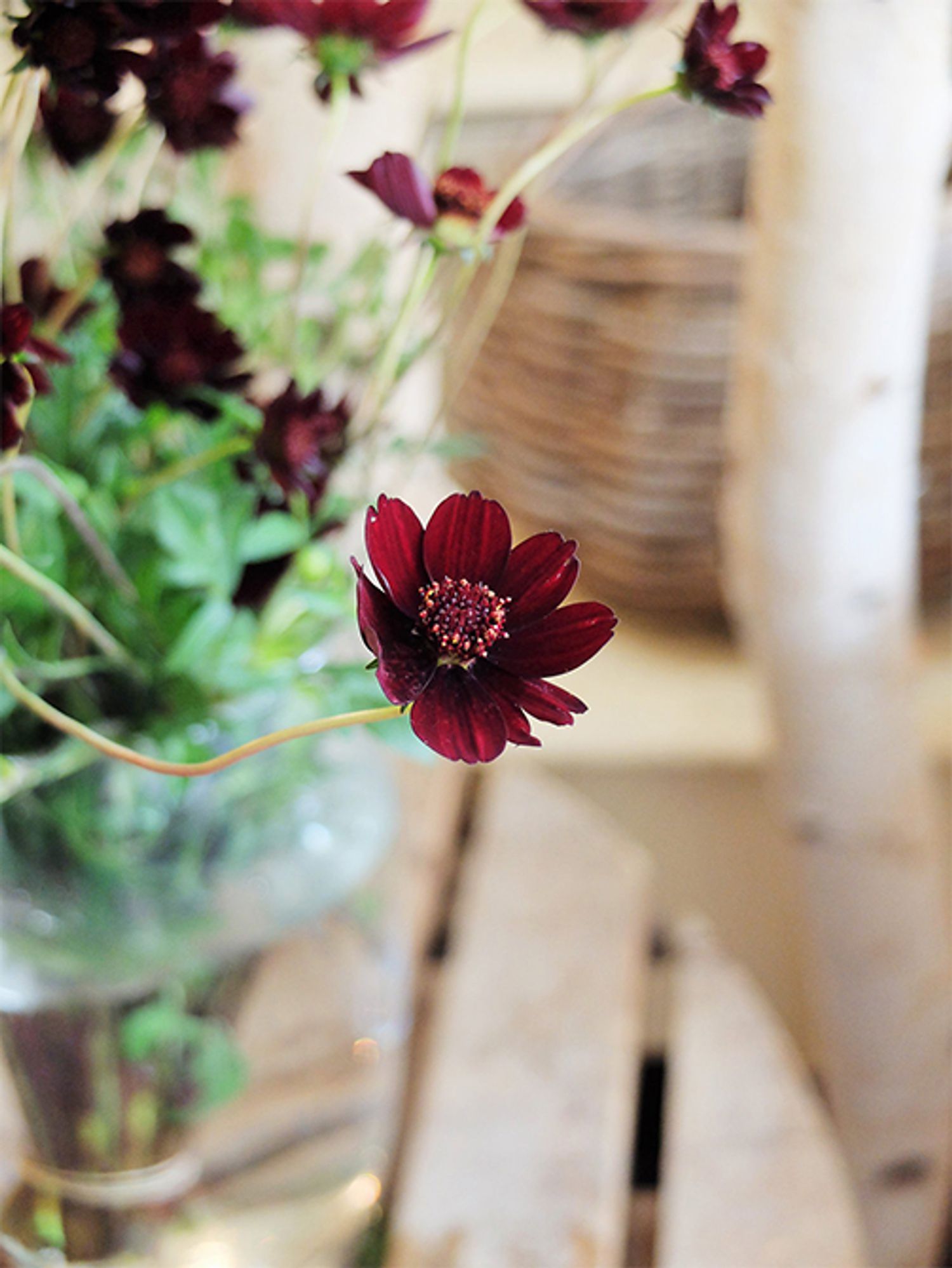 チョコレートコスモスは、普通のコスモスに比べると長さが短めですが、茎がしっかりしているので、アレンジで挿しやすいのも特長。写真のような自然な曲がりが魅力的な花は、ブーケに生かします。