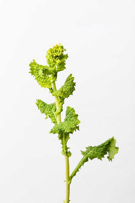 ナノハナ。今回のリースでは、花が咲く前の蕾を使い、ミモザの花の丸いフォルムとあいまってリースに華を添えています。黄色とグリーンの中間色として自然なアクセントにも。