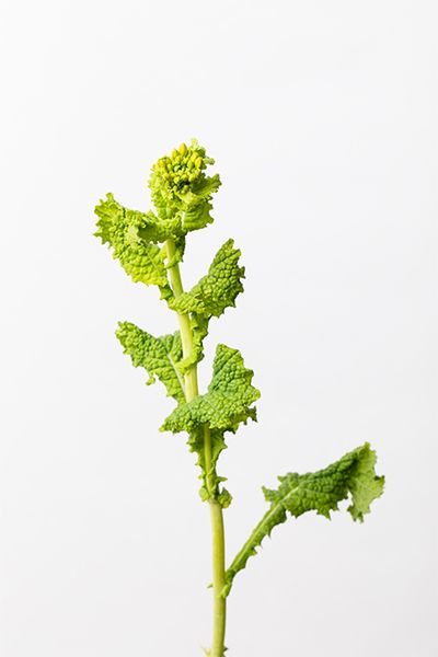 ナノハナ。今回のリースでは、花が咲く前の蕾を使い、ミモザの花の丸いフォルムとあいまってリースに華を添えています。黄色とグリーンの中間色として自然なアクセントにも。