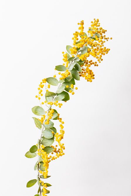 ミモザ’パールアカシア’。オーストラリア原産のアカシアの一種。ふわふわとした小花が集まり、鮮やかな黄色が特長。