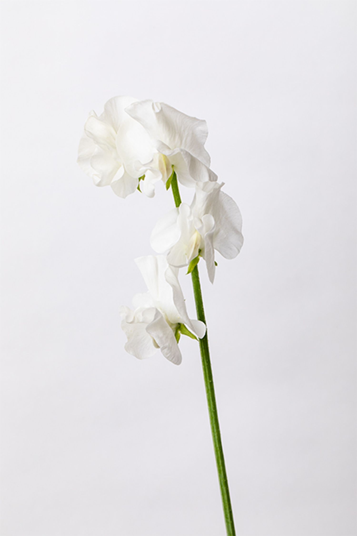 スイートピー‘ロイヤルホワイト’。純白の花色が特徴で、エレガントさを添えます。やさしくほのかに漂う甘い香りも特長。