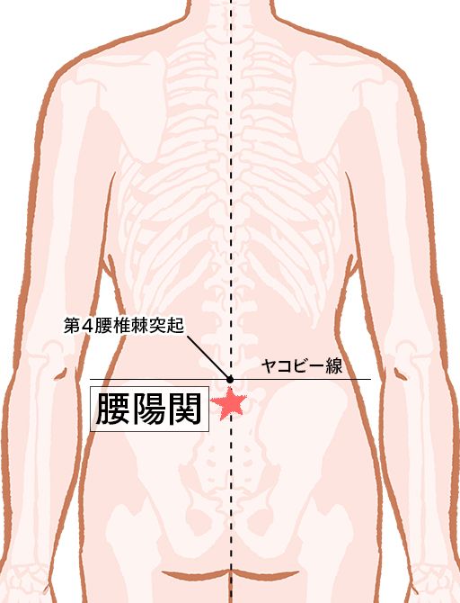 腰陽関（こしようかん）：督脈のツボ