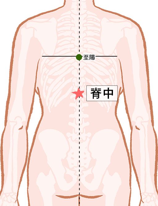 脊中（せきちゅう）：督脈のツボ
