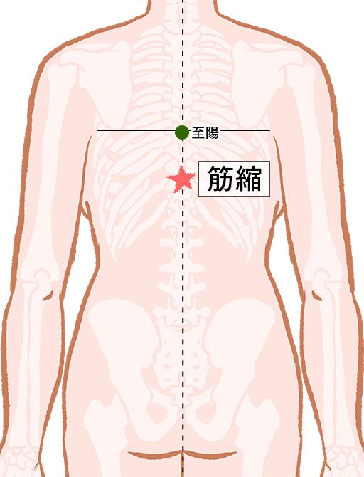 筋縮（きんしゅく）：督脈のツボ