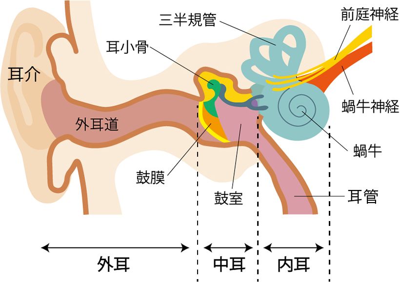 耳の最も奥のほうに存在する三半規管が平衡感覚をつかさどる。