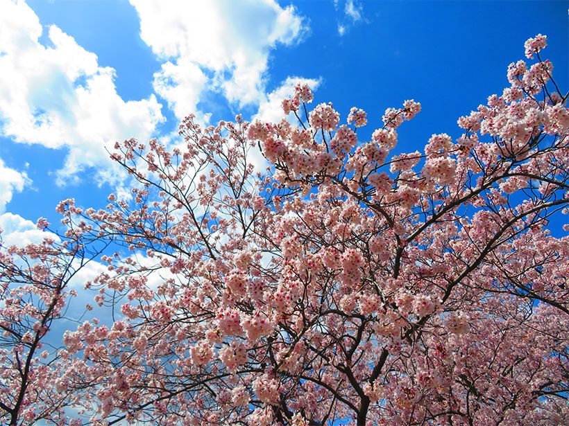 写真／荒木健太郎