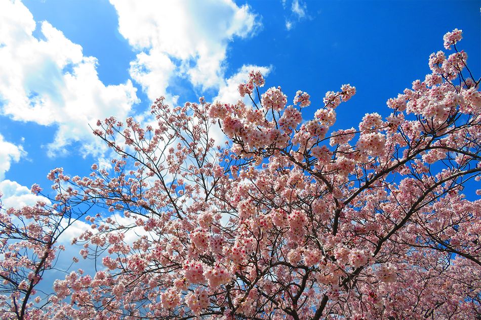 2026年の開花はいつ？ 気温の観測データを使って、桜の開花日を簡単に予想