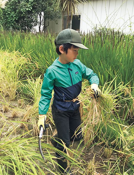 （17）平成28年9月　ご自身で水田をつくって稲作に挑戦。田植えや代（しろ）かきなどを経て、初めての収穫をお迎えになった。