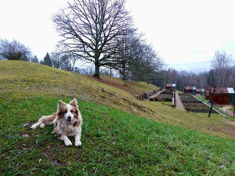 ハーブなどを育てる畑もある、高低差のある敷地。スタッフの愛犬が自由に走り回る。