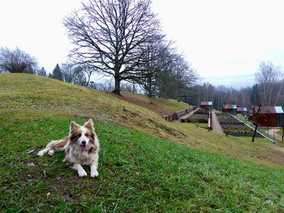 ハーブなどを育てる畑もある、高低差のある敷地。スタッフの愛犬が自由に走り回る。