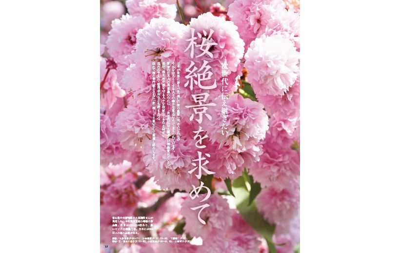 日本が世界に誇るべき「美しい桜の風景」