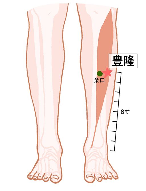 豊隆（ほうりゅう）：胃経のツボ
