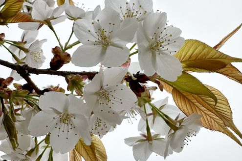 暖かくなってきたら「花冷え」に注意。なぜ一時的に冷え込みが強まるのか