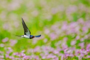 つばめの飛来が春をお知らせ。しかし近年はつばめの動向にも変化が