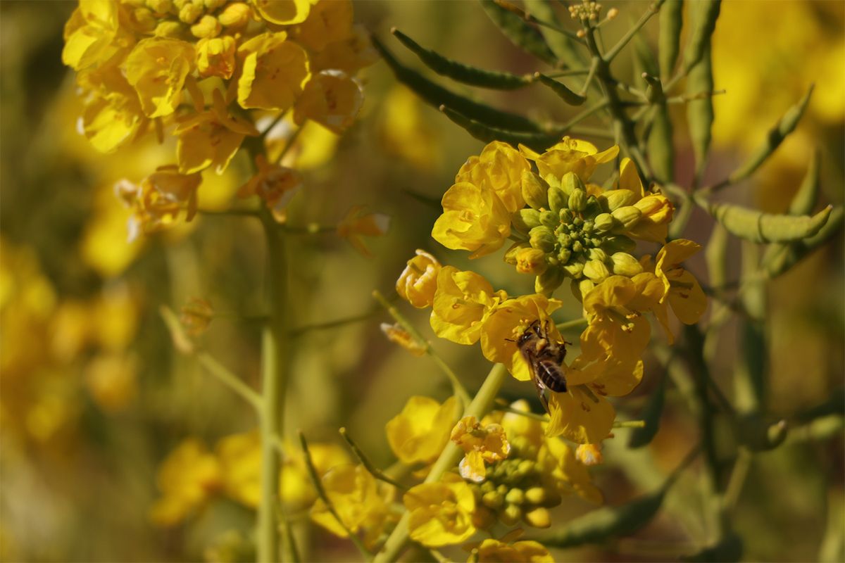すべての季節のあいだに梅雨がある！ 冬から春の変わり目は「菜種梅雨」の時期