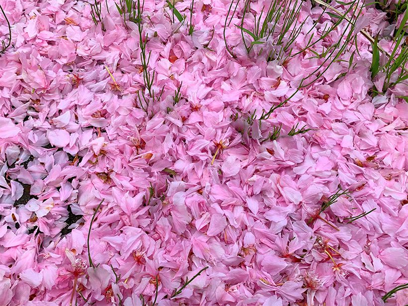 写真／荒木健太郎