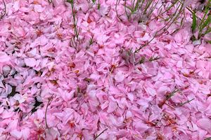 花起こし、花散らし、花嵐など。春に吹く風の特徴と呼び名