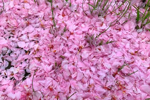 花起こし、花散らし、花嵐など。春に吹く風の特徴と呼び名
