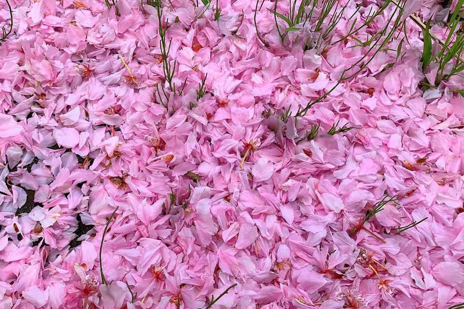 花起こし、花散らし、花嵐など。春に吹く風の特徴と呼び名