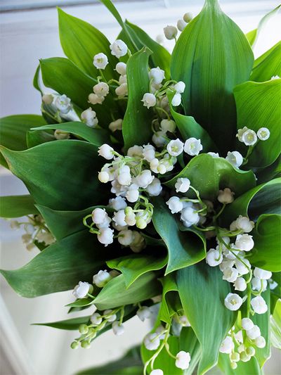 花箱に利用しやすいスズラン。これは長野県の最北端、奥信濃とよばれるエリアにある「JAながのみゆき」から届いたもの。「JAながのみゆき」では「スズラン研究会」があるほどスズランの栽培に力を注いでいて、クオリティの高いスズランを出荷してくれます。2月の初めから出荷が始まり、4月の上旬には出荷のピークを迎えます。