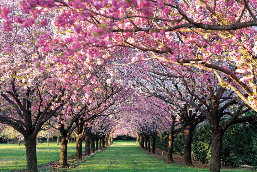 桜の回廊「十色桜の並木」：10品種の桜が4月中旬から下旬にかけて一斉に開花する「十色桜の並木」。濃い紅色の大輪の花が美しい「紅華」をメインに黄緑色や淡紅色の色とりどりの桜を植栽。「同じ品種を7割、その他を3割の割合で植えるのがモデル並木の黄金比です」と結城農場の田崎 満農場長。