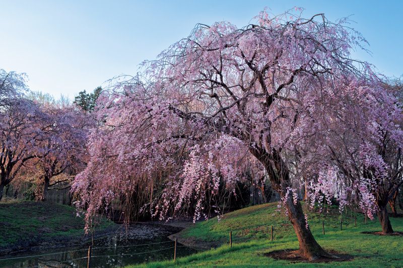 八重紅枝垂「憩いの広場」水辺に咲く八重桜：池の周辺に桜を植栽した「憩いの広場」。樹形は枝垂れ状で、20枚以上の花弁が重なって咲く八重咲きが特徴の「八や 重え 紅べに枝しだれ垂」を植栽。明治時代、京都御所から宮城県の塩しお竈がま神社に下賜された桜が由来とされ、「江戸彼岸」から誕生した日本原産の園芸品種。開花期は2026年4月上中旬。
