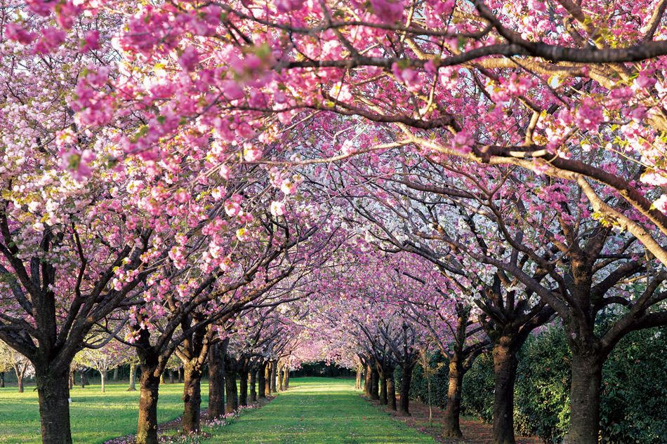 桜の名所作りの拠点、茨城県の結城農場・桜見本園を訪ねて