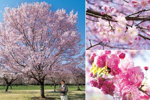 染井吉野に代わる後継品種を求めて。選抜・配布された8つの優良品種