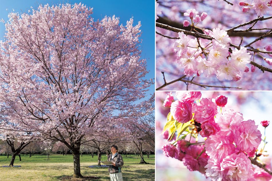 染井吉野に代わる後継品種を求めて。選抜・配布された8つの優良品種