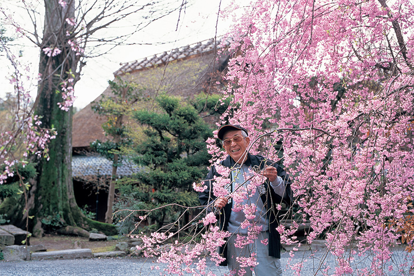京の桜　佐野藤右衛門 707f074ca81ed036e8b6577f00a60a
