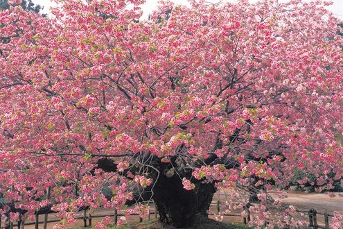 “八重桜は実を結ばない” 通説破った執念。育種家・浅利政俊さん