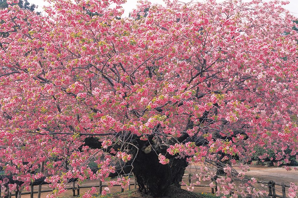 “八重桜は実を結ばない” 通説破った執念。育種家・浅利政俊さん