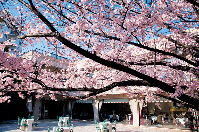 桜色に染まる恵比寿の一軒家レストラン、QEDクラブ。上質な