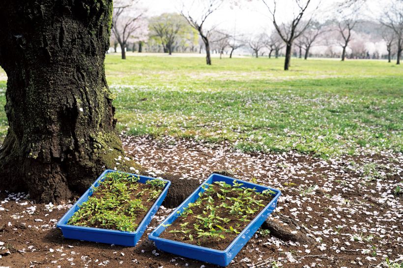 発芽した実生のパレット。