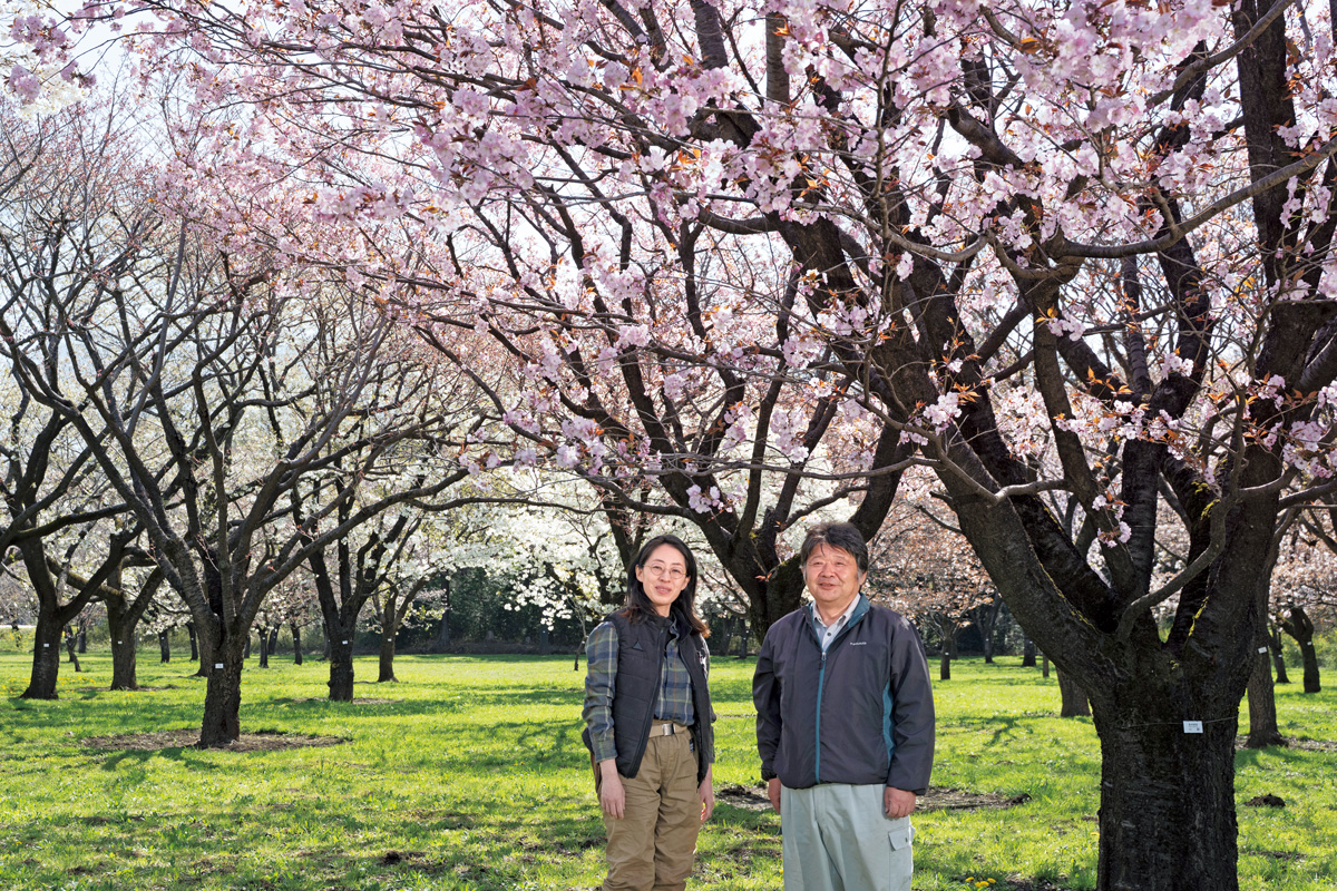 桜苗木の生産現場を訪ねて。350品種1000本を保全する品種見本園 | 家庭