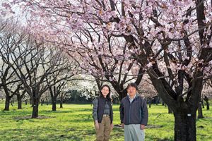 桜苗木の生産現場を訪ねて。350品種1000本を保全する品種見本園