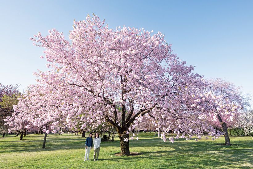 4月中旬に満開を迎えた八重咲きの「一葉」。