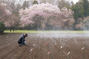 年間2万本の桜苗木を生産。これまで250万本以上を出荷してきた圃場を訪ねる