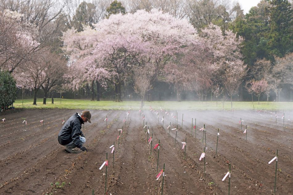 年間2万本の桜苗木を生産。これまで250万本以上を出荷してきた圃場を訪ねる