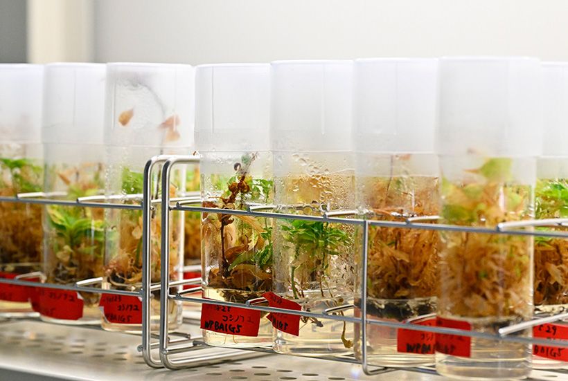 バイオ増殖中の「越（こし）の冬桜」の苗。「この品種は挿し木での増殖がほぼ無理で、接ぎ木も大変手間がかかるため、この手法で増やしています」と大原さん。