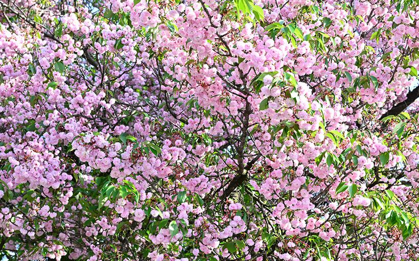 菊桜の新品種：花と葉が同時に枝を賑わす桜は、染井吉野を見慣れた目には新鮮。大原さん曰く、「江戸時代以前の絵画や工芸品の桜は大抵葉つきで描かれています」。
