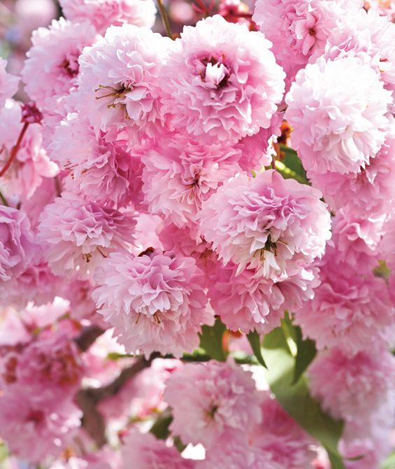 富山県中央植物園の大原隆明さんが発見した、今年発表予定の菊桜の新品種。花弁は130～210枚あり、濃いピンクの華麗な桜。日本には500以上の桜の品種がある。