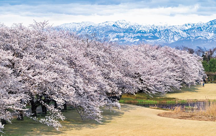 富山県中央植物園、春の風物詩雪の北アルプスと桜並木：富山県中央植物園の「花のプロムナード」は立山連峰と染井吉野の競演を堪能できる絶景スポット。桜並木が満開の時季に実施される夜間のライトアップも好評だ。同園には開花期の異なる桜の木が多数あり、例年3月下旬から4月下旬までの長期間お花見が楽しめる。