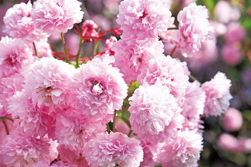 花びらのフリルが幾重にもなった新品種は色が濃く、華やか。花の直径は3.5センチ前後で、1輪の花弁は130～210枚（100枚以上が菊桜の条件）。